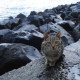 DSC02602